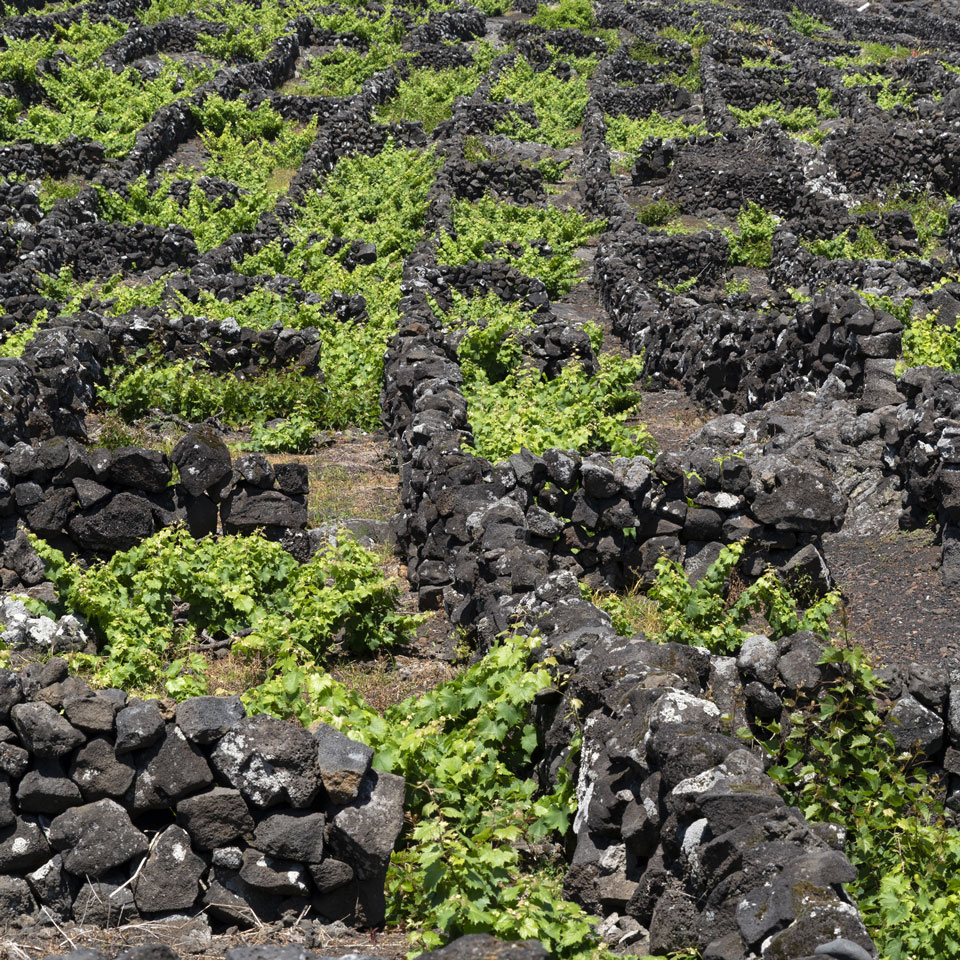 svarte murer med vulkansk stein skjermer vinplantene.